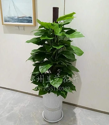 郑州室内花卉租赁(柱绿萝)