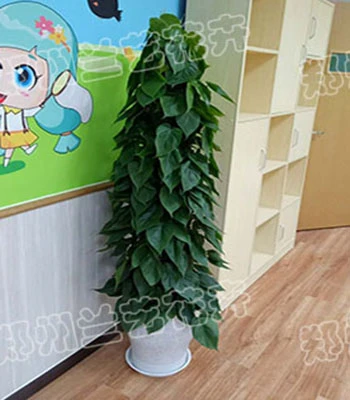 郑州花卉租摆(心连心)