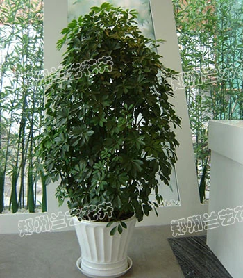 郑州租绿植(招财树)