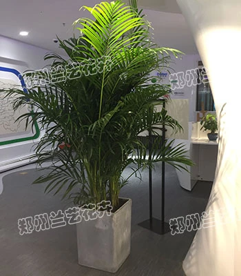 郑州绿植租摆(夏威夷竹)