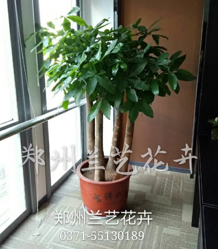 郑州租植物(组合发财树)