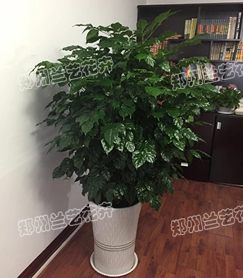 植物租赁(幸福树)