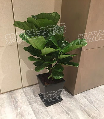 植物租赁(琴叶榕)