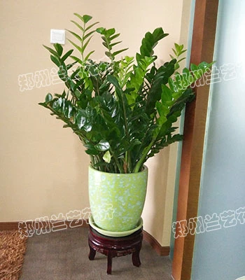 郑州绿植租摆(金钱树)