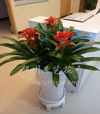 郑州租花公司(鸿运当头)