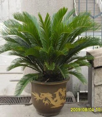 郑州植物出租（苏铁）