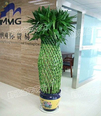 郑州租绿植（富贵竹笼）