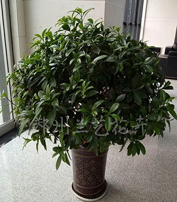 郑州租绿植（富贵竹笼）