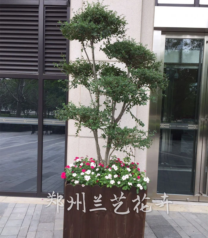 郑州租绿植（榕树）