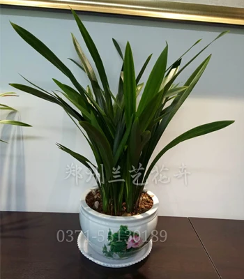 绿植租赁公司(黑美人)