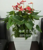 郑州花卉租摆(红掌)