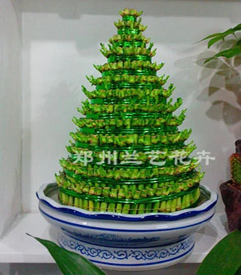 郑州租植物(富贵竹)