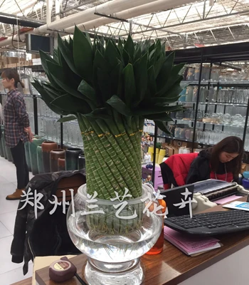 租赁盆栽(富贵竹)