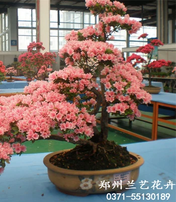 盆景出租（杜鹃花）