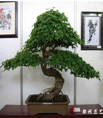 盆景租赁（枫树）
