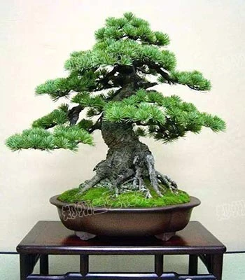 盆栽租摆（罗汉松）