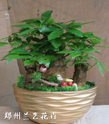 写字楼租植物（发财树）