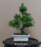 郑州租盆景（米叶冬青）
