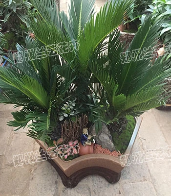 郑州租盆栽绿植（铁树）