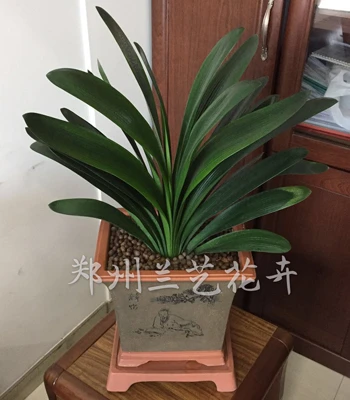 租盆景（君子兰）