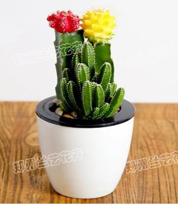 郑州绿植租摆(仙人掌)