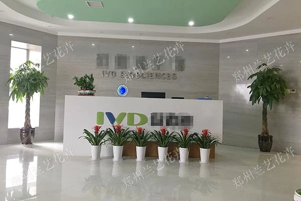 室内花卉租赁案例