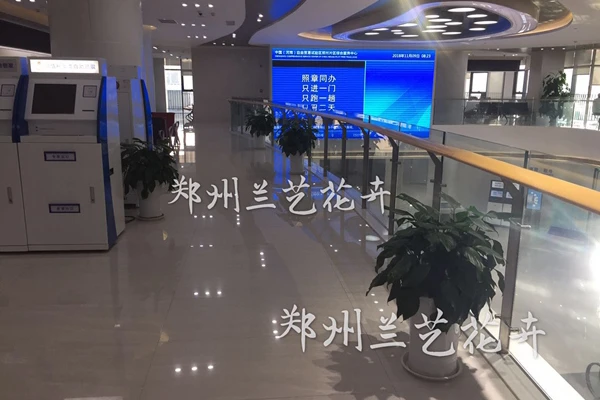 万年青租摆案例