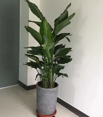 郑州租植物(天堂鸟)
