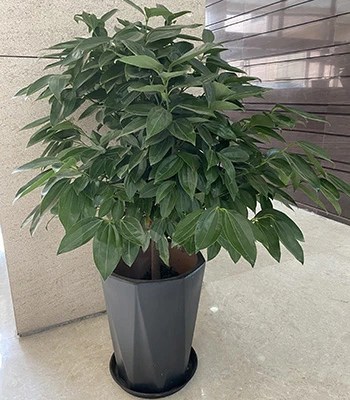 郑州室内租植物(平安树)
