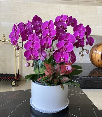 室内花卉出租(蝴蝶兰)