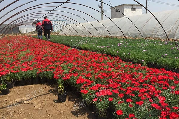 郑州花卉租摆(石竹)