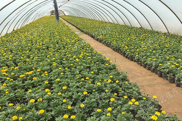 郑州时令花卉租摆(孔雀草)