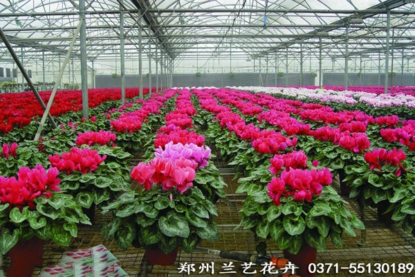 公司租花(仙客来基地)