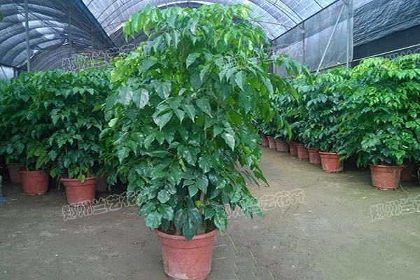 绿植租摆(绿宝基地)