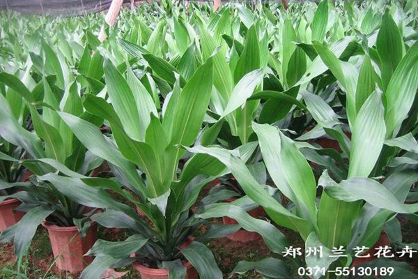 绿植租摆(也门铁基地)
