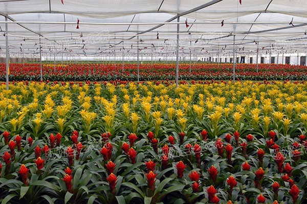 郑州花卉租赁(凤梨基地)