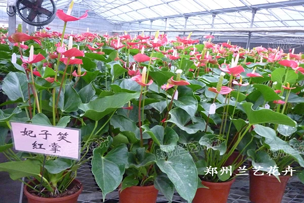 郑州租花(红掌基地)