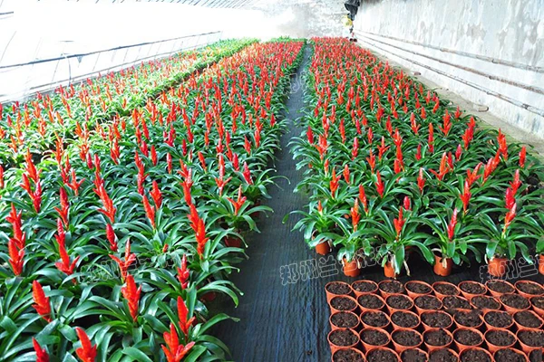 郑州租花公司(莺歌基地)