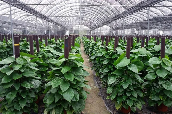 植物租赁(柱绿萝基地)