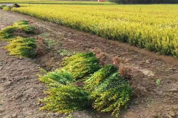 金森苗木基地