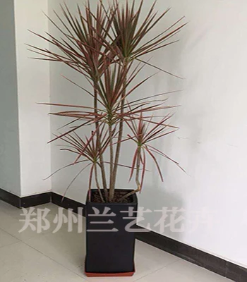 东区租植物(千年木)