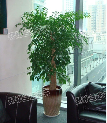 绿植租摆(绿宝)