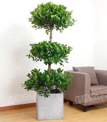 郑州绿植出售(榕树)