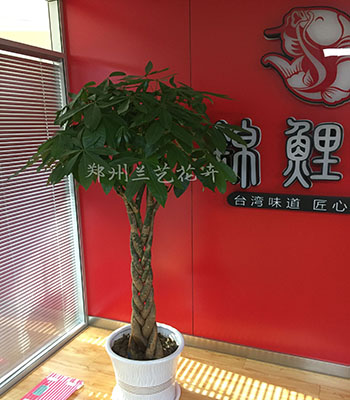 郑州租摆绿植(辫子发财树)