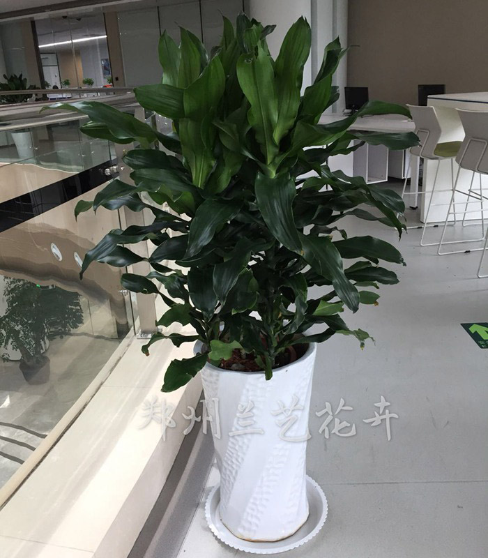 郑州租室内植物(转运铁)
