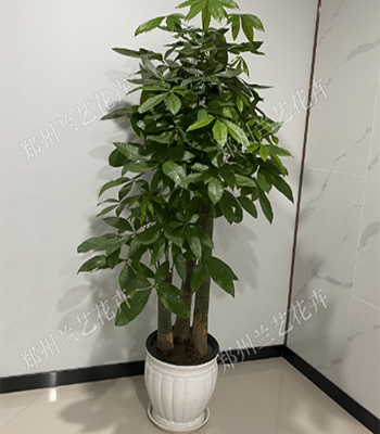 步步高发财树